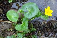 Caltha palustris