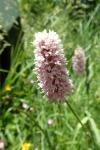 Bistorta officinalis