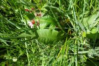 Bistorta officinalis