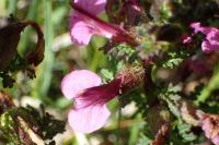Pedicularis palustris