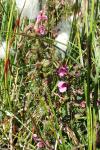 Pedicularis palustris
