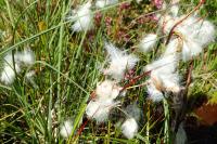 Eriophorum angustifolium