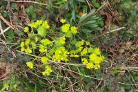 Euphorbia amygdaloides