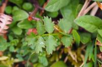 Poterium sanguisorba