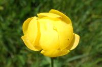 Trollius europaeus