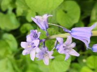 Hyacinthoides hispanica