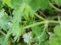 Geranium molle