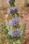 Mentha pulegium