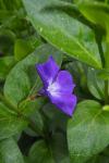 Vinca major