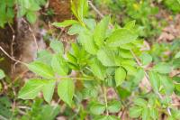 Sambucus nigra