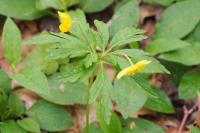 Anemone ranunculoides