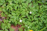 Anemone nemorosa