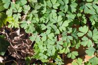 Isopyrum thalictroides