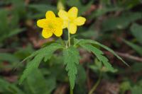 Anemone ranunculoides