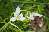 Ornithogalum umbellatum