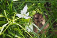 Ornithogalum umbellatum