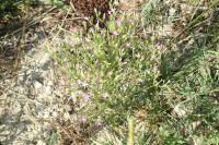 Centaurium tenuiflorum