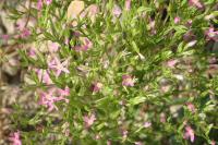Centaurium tenuiflorum