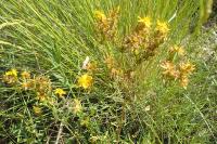 Hypericum perforatum