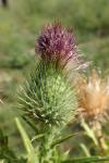 Cirsium vulgare