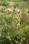 Cirsium vulgare