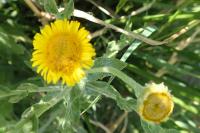 Pulicaria dysenterica