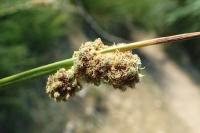 Scirpoides holoschoenus