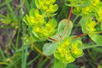 Euphorbia helioscopia