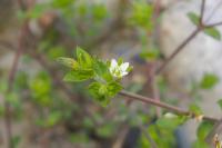 Arenaria serpyllifolia
