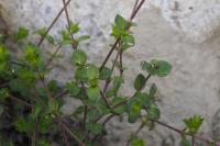 Arenaria serpyllifolia