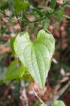 Dioscorea communis