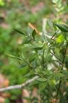 Ruscus aculeatus