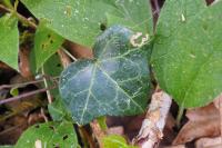 Hedera helix