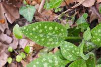 Pulmonaria affinis