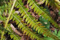 Polystichum setiferum
