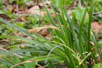 Carex pendula