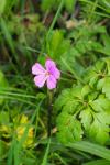 Geranium robertianum