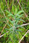 Euphorbia lathyris