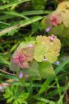 Lamium purpureum