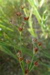 Juncus articulatus