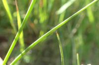 Juncus articulatus
