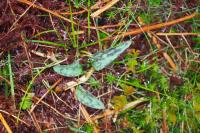 Erythronium dens-canis