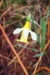 Narcissus pseudonarcissus