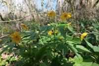 Anemone ranunculoides