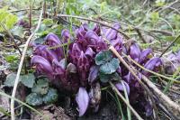 Lathraea clandestina
