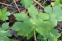 Geranium phaeum