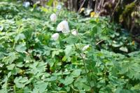 Isopyrum thalictroides