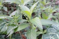 Mercurialis perennis