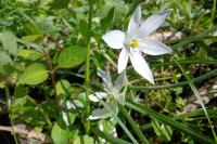 Ornithogalum umbellatum