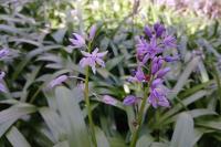 Tractema lilio-hyacinthus